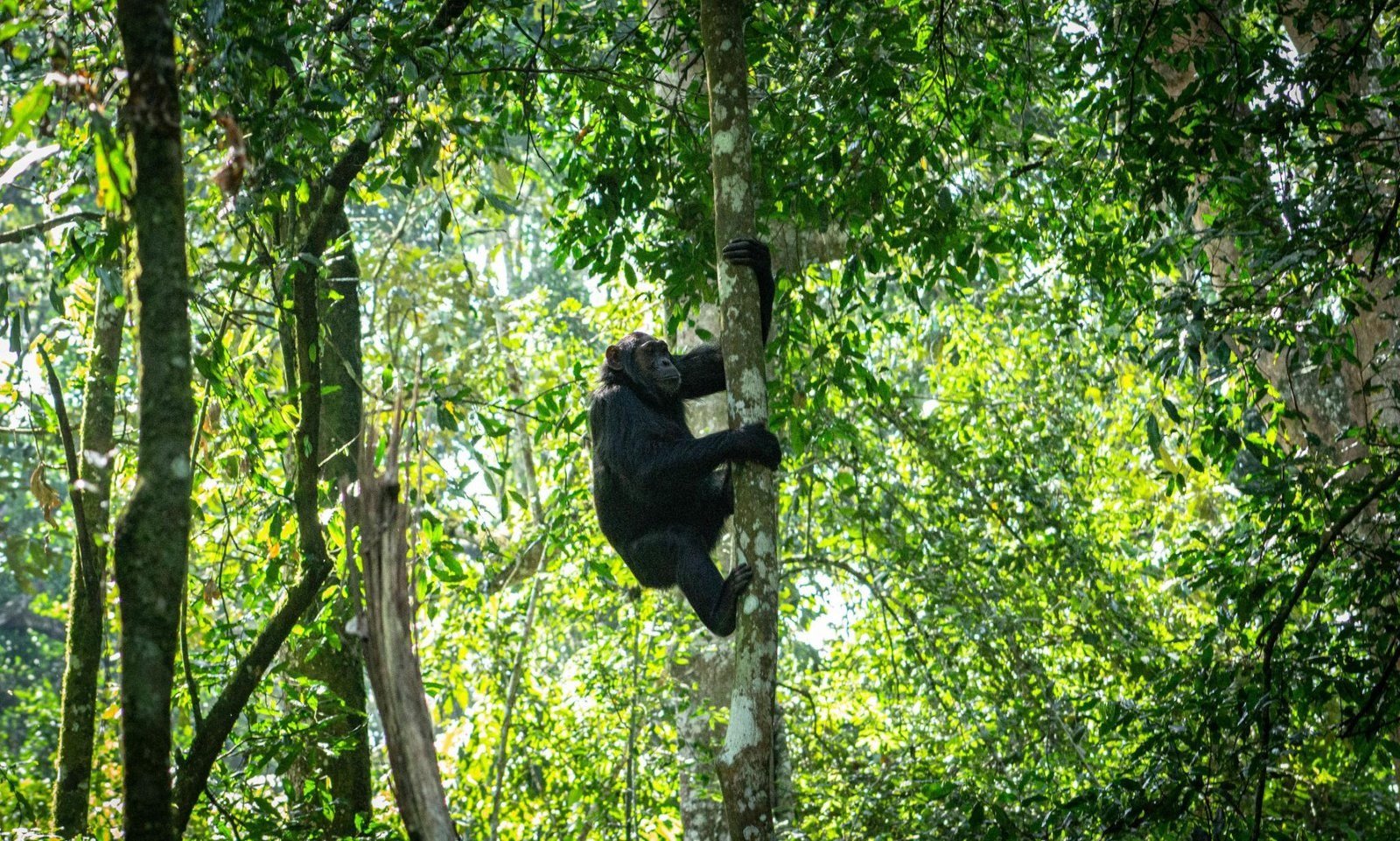 Chimpanzee Trekking in Kibale