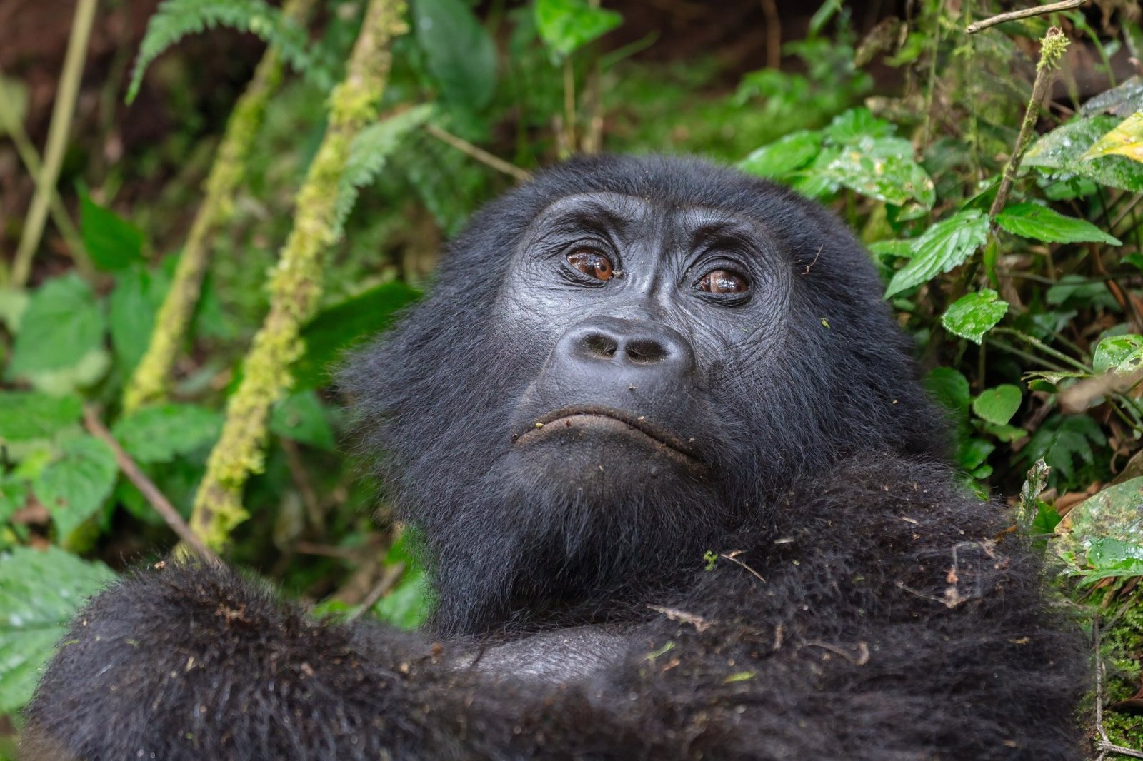 Gorilla Trekking Safari in Bwindi