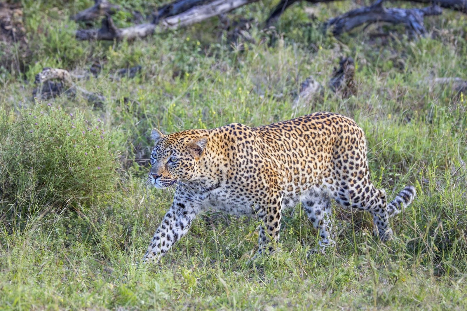 Kruger Big Five Safari