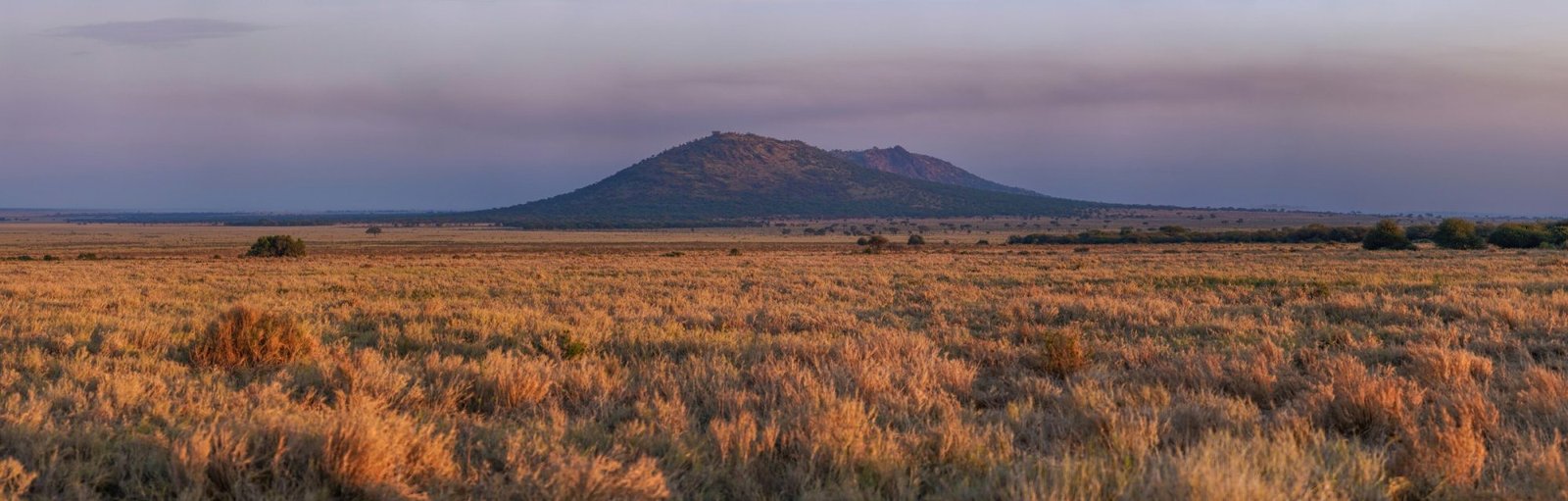 Serengeti Safari