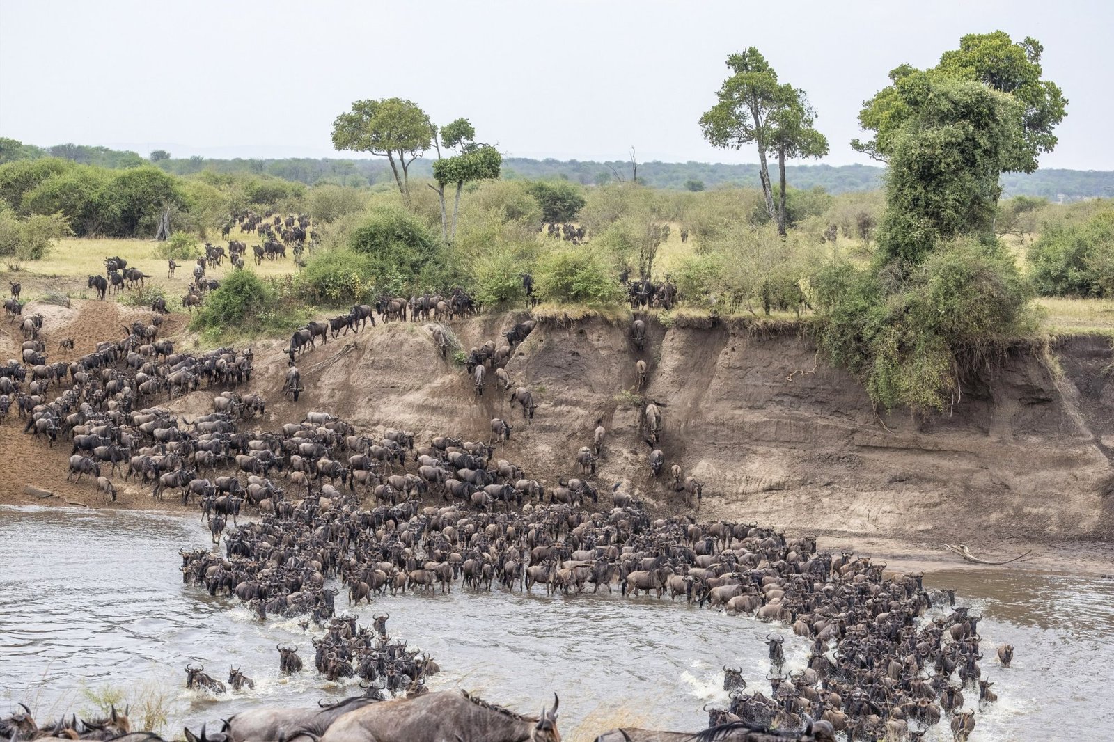 Maasai Mara Safari